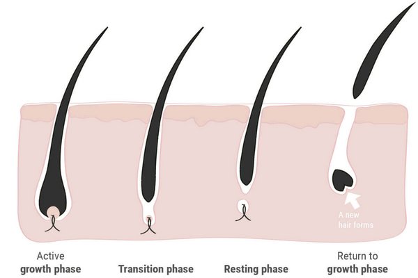 The hair's growth cycle